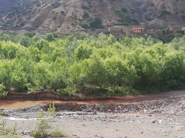 Lush green trees with a village and mountains in the background.
