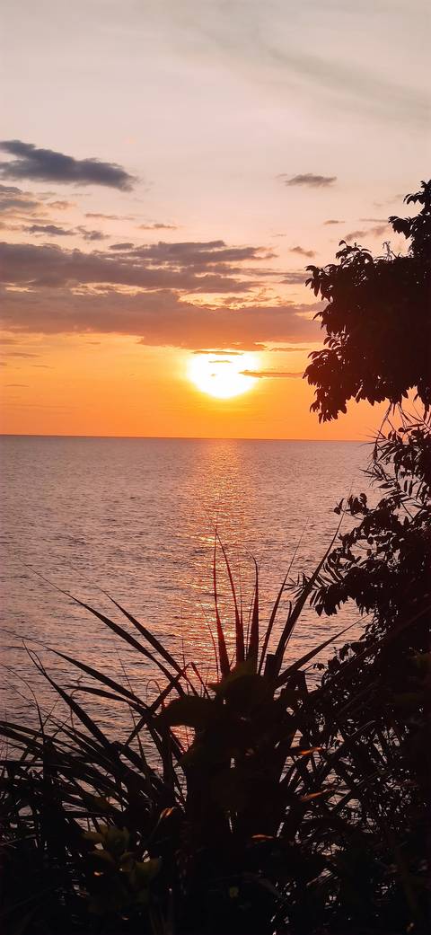       Sunset over the ocean with silhouetted foliage along the horizon.
  