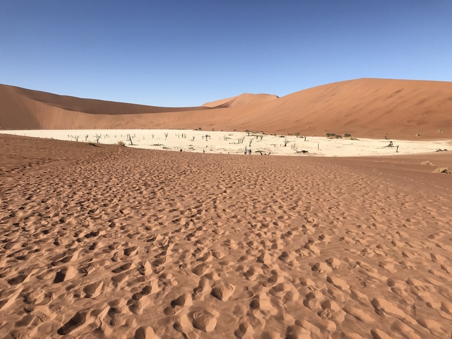       Dry desert landscape with dunes and a dead tree.
  