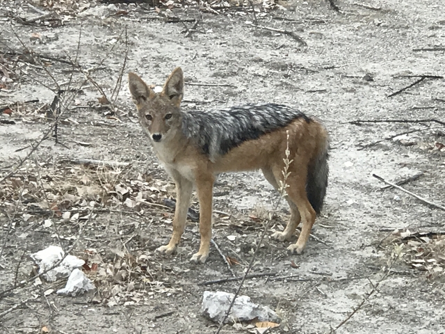       A jackal standing in a dry, arid area.
  