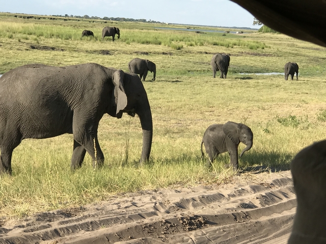 Elephant family walking through a field.