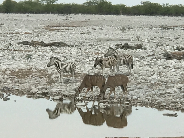 Zebras and antelopes by a waterhole.