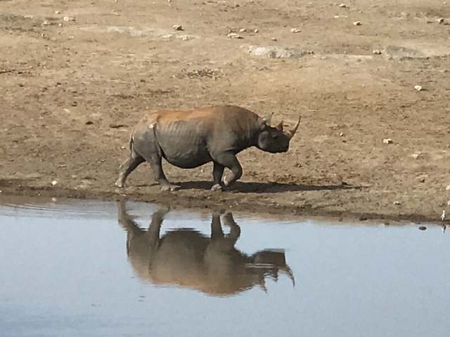 Rhino walking along a water's edge.
