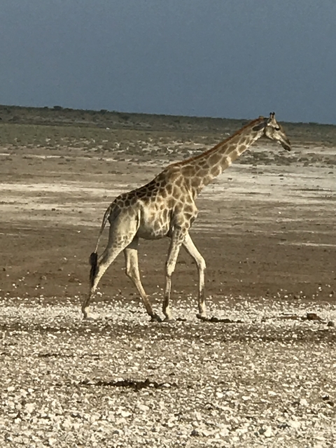 Giraffe walking across the savannah.