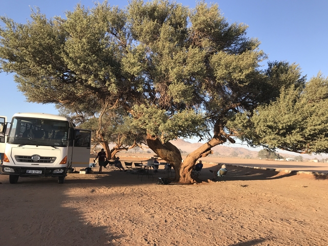       Tour bus parked under a large tree with people sitting nearby.
  