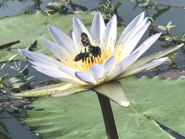       Honeybee on a water lily flower.
  