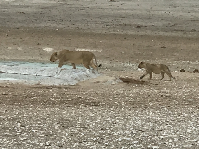       Two lions walking by a waterhole.
  