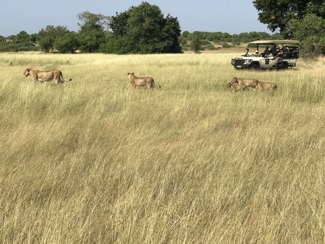       Lions walking through a grassy field near a safari vehicle.
  
