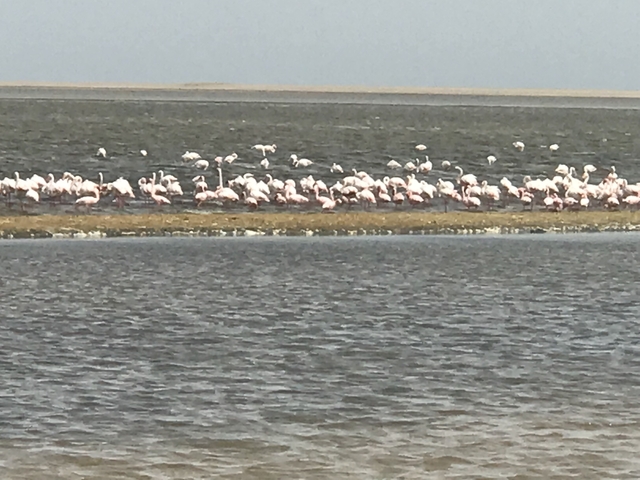       Flock of flamingos in shallow water.
  