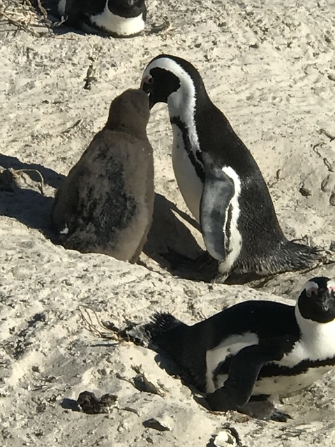       Two penguins on a sandy beach.
  