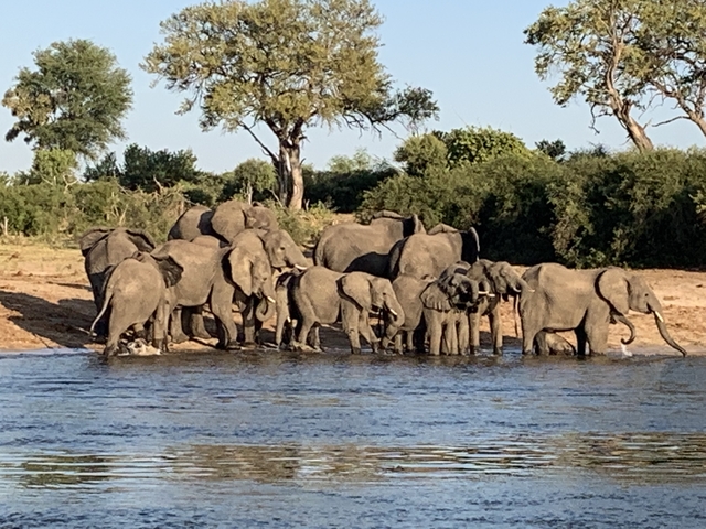 Herd of elephants at a riverbank.