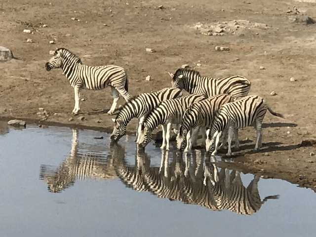       Zebra herd drinking at a waterhole.
  