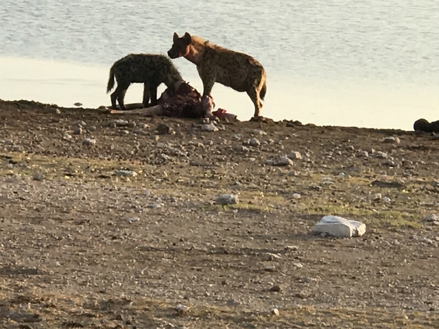       Hyenas feeding on prey by the lakeshore.
  