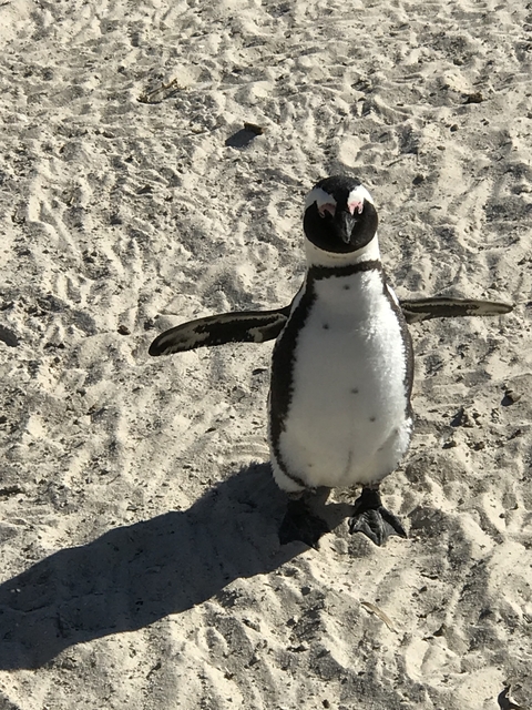       Penguin standing on sandy terrain.
  