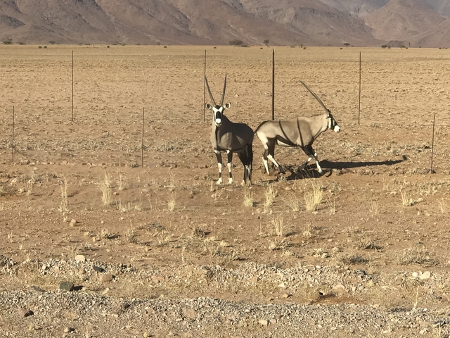       Two antelopes standing in a fenced desert area.
  