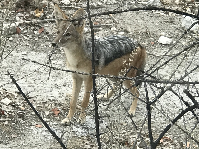       A jackal standing behind bushes.
  