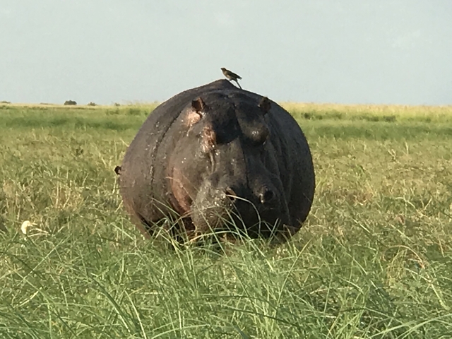 Close-up of a hippo with birds on its back in a grassy field.
