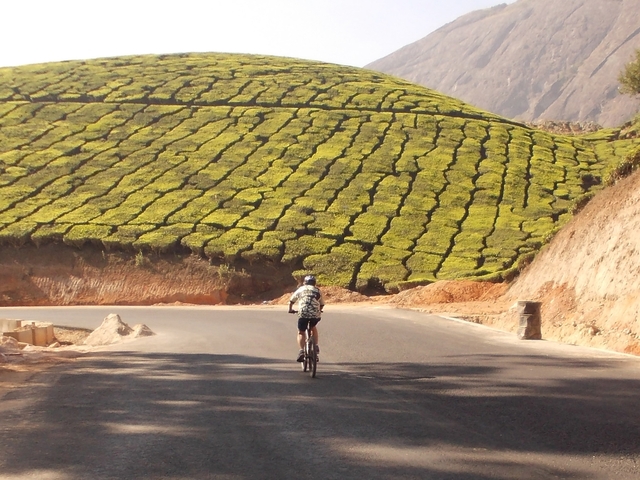 Cyclist riding along a tea plantation.