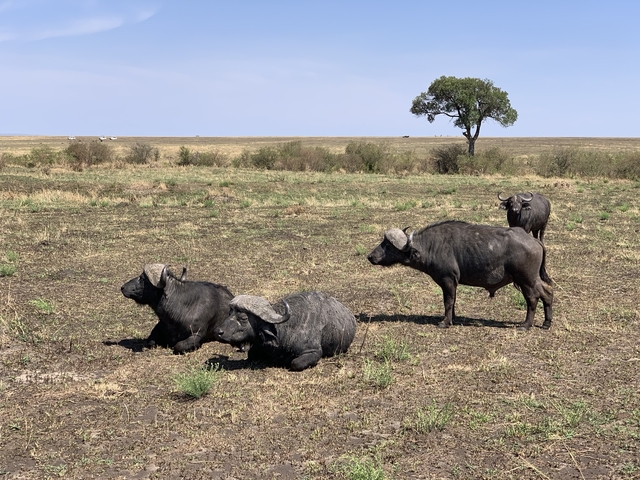 Buffaloes resting in a field.