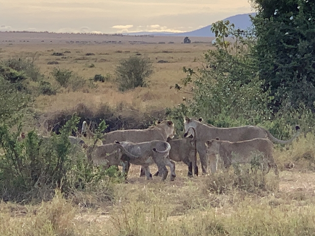 Pride of lions in the bush.