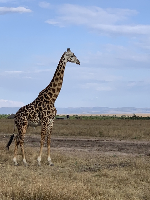 Giraffe with expansive view of the savannah.