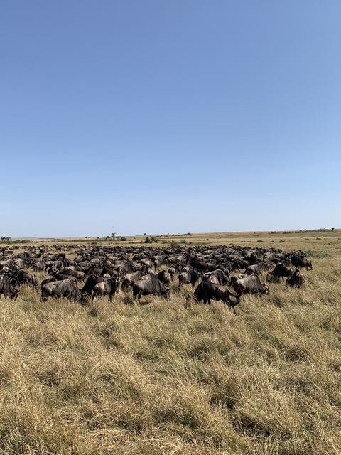 Herd of wildebeests in a vast savannah.