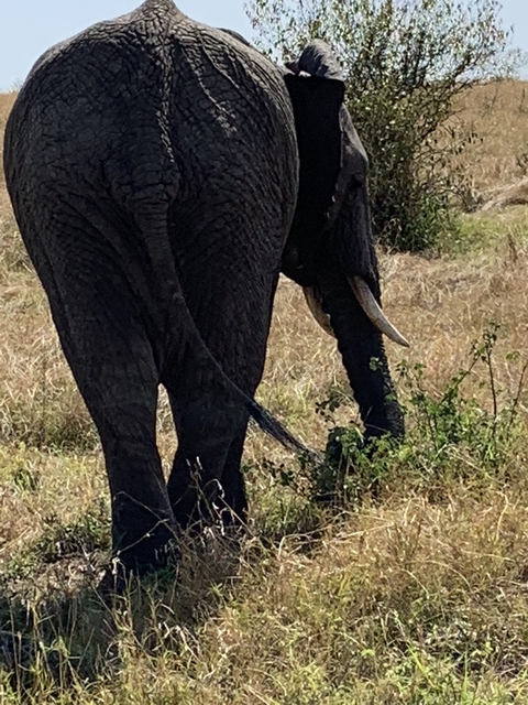       Close-up of an elephant in a grassy field.
  