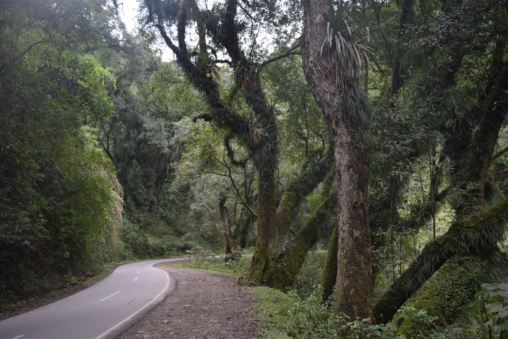       Curving road through a lush forest.
  