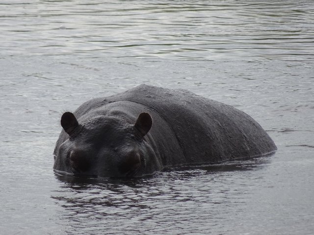 A hippopotamus submerged in water.
