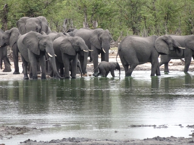 Group of elephants standing by a water body.