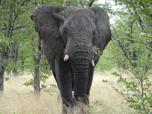 Front-facing view of an elephant in a wooded area.