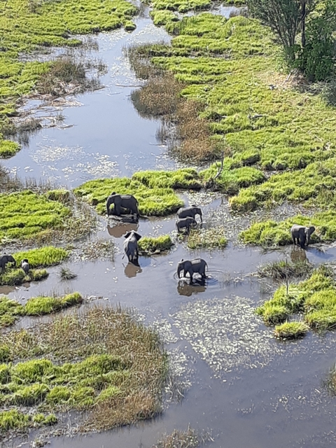 Aerial view of elephants walking through wetlands.