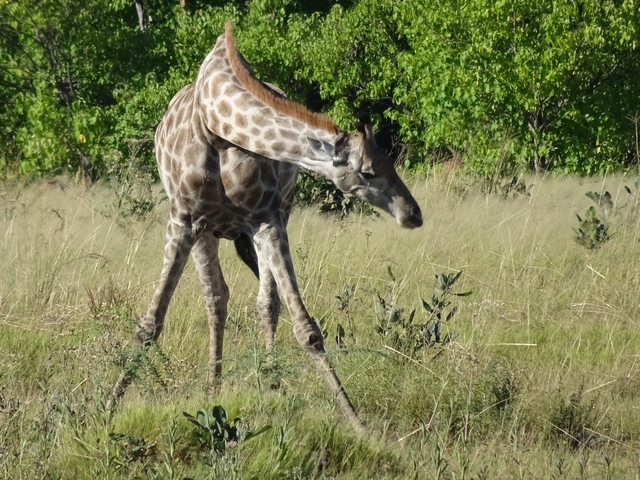 Giraffe bending down to reach the ground.