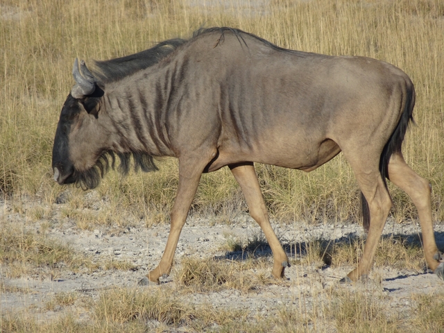 A wildebeest walking in a dry grassy area.