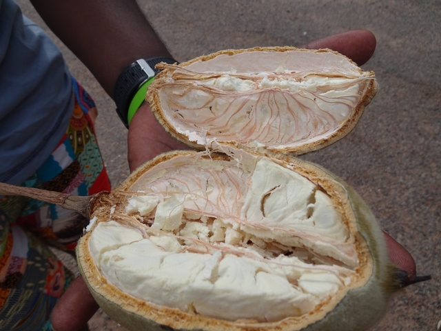 Close-up of a person holding a baobab fruit.