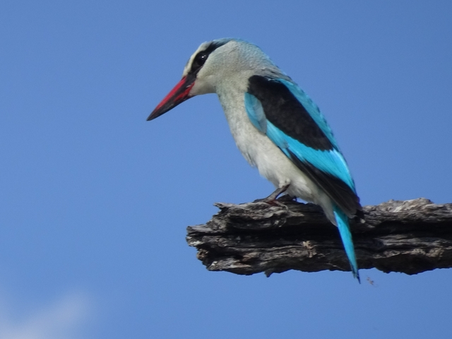       Detailed view of a colorful bird perched on a branch.
  