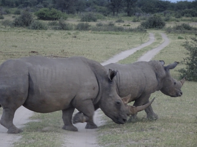 Two rhinoceroses walking along a dirt path on a grassy plain.