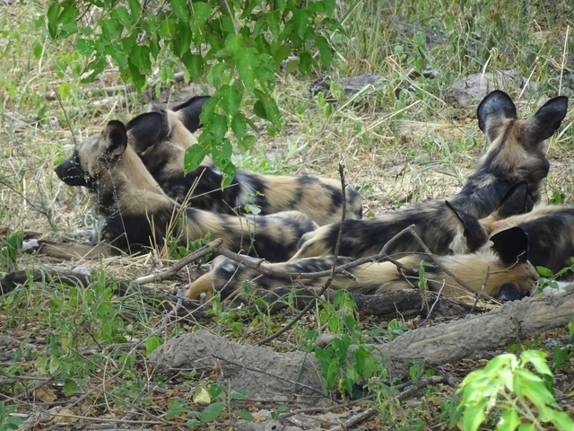       African wild dogs lying on the ground.
  