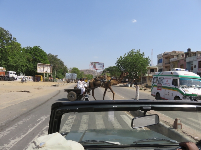 Camel pulling a cart on a roadside.