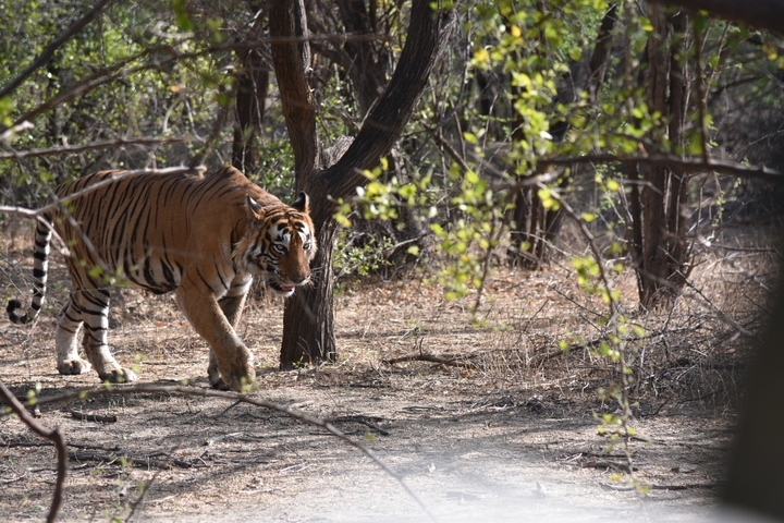       Tiger roaming through the forest.
  