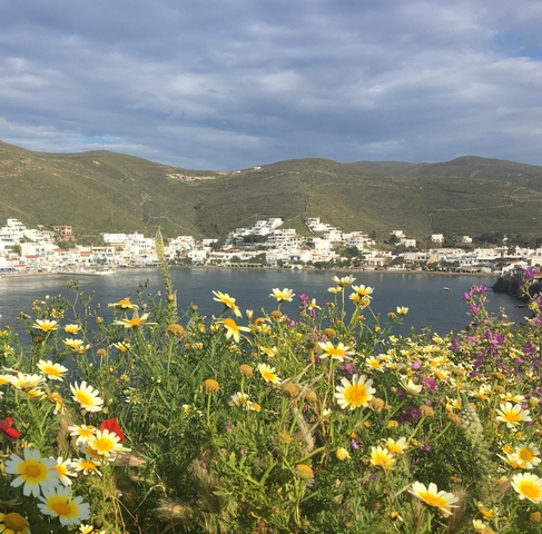 Coastal town with white buildings viewed across a bay with flowers in the foreground.
