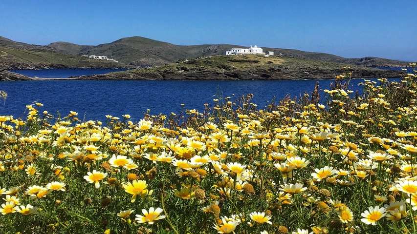 Field of yellow daisies with a coastal view in the background.