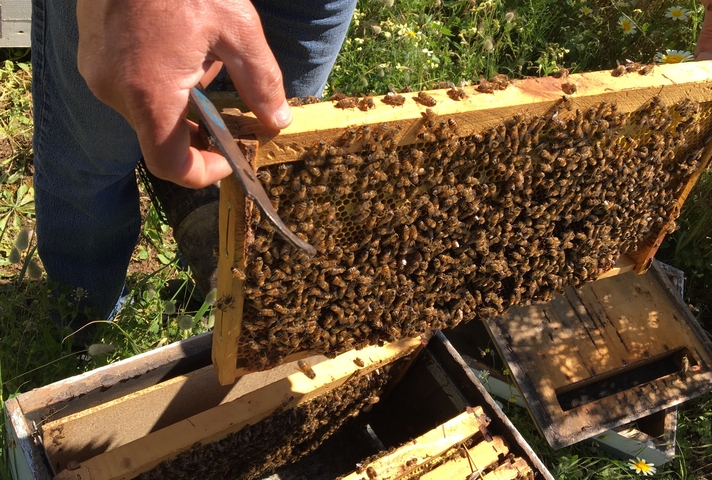 Close-up of beekeeping activity showing bees on a hive frame.