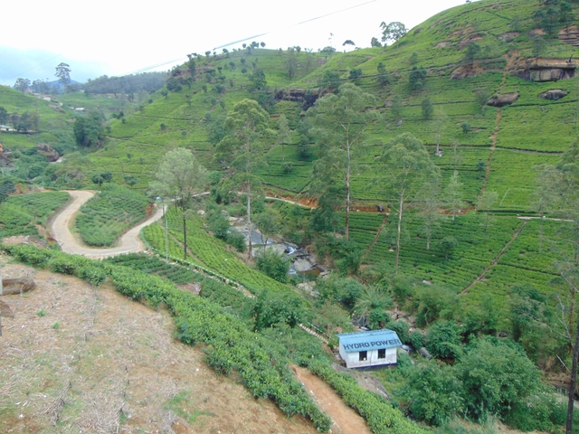 A lush green tea plantation with hydroelectric sign.