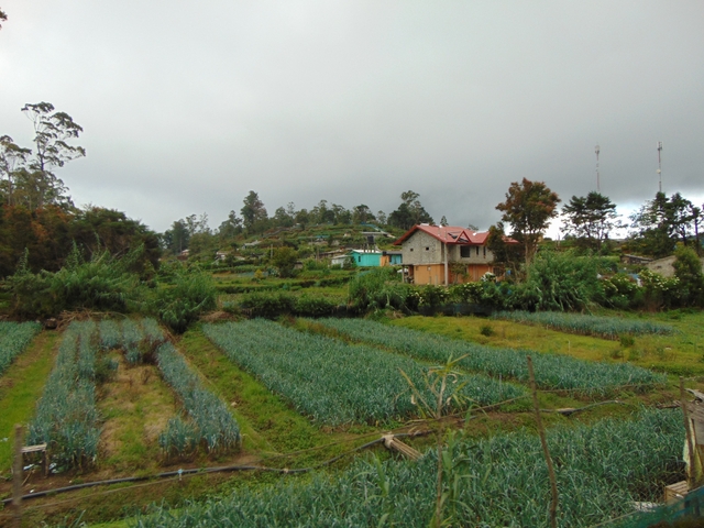 A small rural home surrounded by agricultural fields.