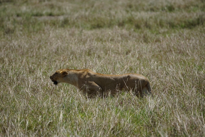       Lioness walking through tall grass in a savannah landscape.
  