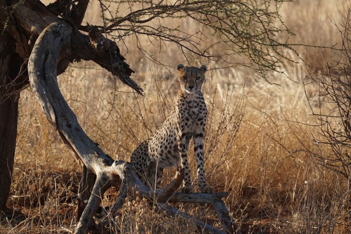       Cheetah sitting under a tree in the savannah.
  