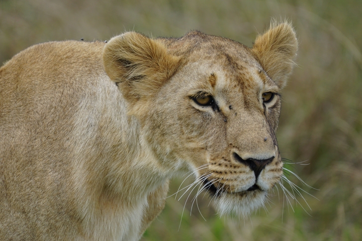       Close-up of a lioness in the savannah.
  