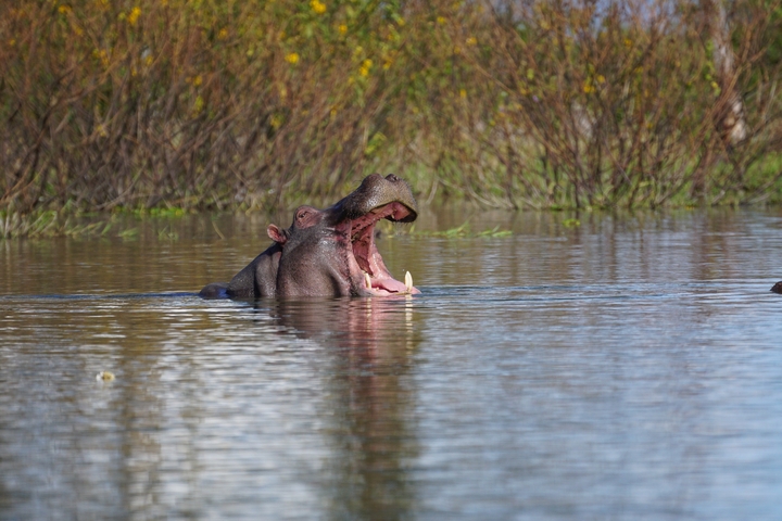       Hippo in the water with open mouth, surrounded by nature.
  