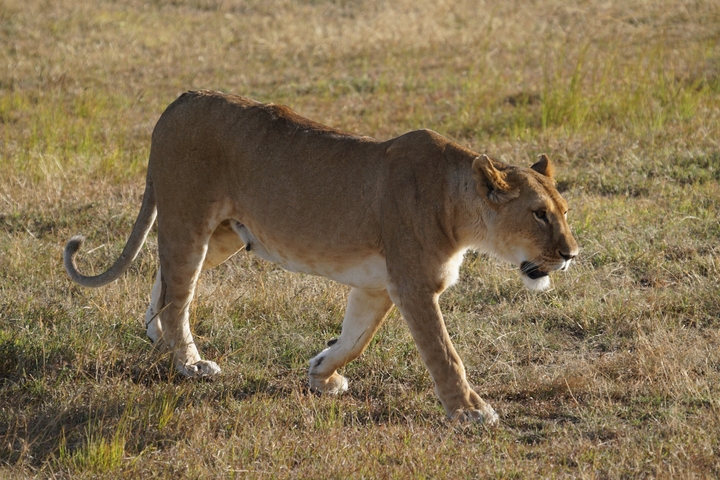       Lioness walking on the savannah grassland.
  